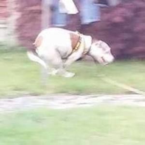 Meet your Posher, Skippy